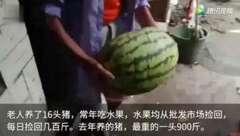 在线吃网友瓜