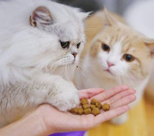 猫吃主人的瓜,揭秘宠物与主人间的趣味互动