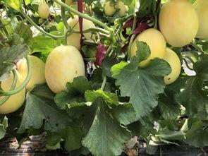 界首小三吃瓜,揭秘背后真相与争议