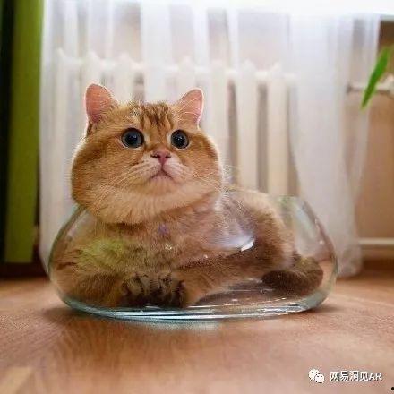 吃瓜橘子猫