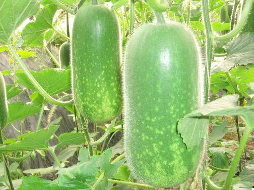 洞洞吃瓜,揭秘瓜界奇闻异事