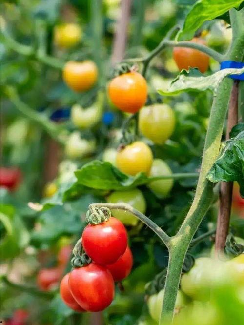 吃瓜的红果果,揭秘娱乐圈那些事儿