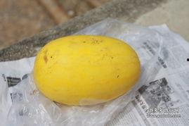 吃黄皮瓜,探寻夏日清新口感