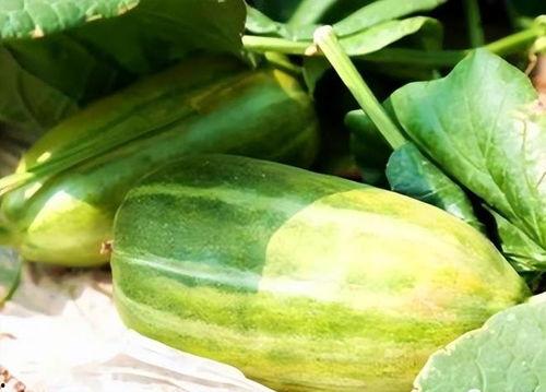 买什么瓜吃最好,揭秘最适合当下品尝的瓜果选择