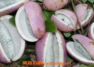 八月瓜吃壳,探索传统食材的创新利用