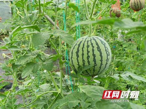 风尚新农人吃瓜,瓜田里的田园生活新风尚