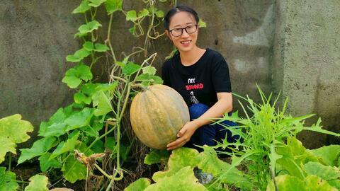 乡下吃瓜视频,揭秘乡村吃瓜文化的魅力瞬间