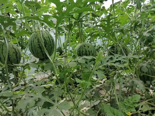 今日吃瓜-51吃瓜,揭秘娱乐圈最新热点事件