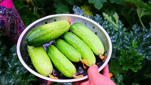 伏天吃五瓜,五瓜助你清凉度夏