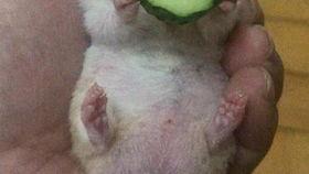 吃瓜老王作品,揭秘娱乐圈背后的那些事儿