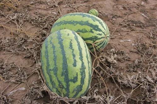 小离吃瓜,揭秘娱乐圈那些不为人知的幕后故事