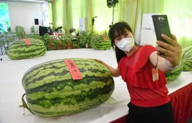 什么叫做吃瓜群体,网络时代的围观文化现象